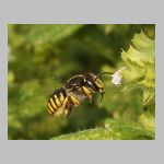 Anthidium manicatum - Grosse Wollbiene w02 10mm auf Melissa officinalis-Zitronenmelisse.jpg